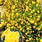Троянда плетиста "Лаура Форд" (саджанець класу АА+) вищий сорт