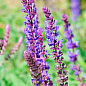 Шалфей Дубравный "Blue Bouquetta"
