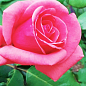 Троянда чайно-гібридна "Монтезума" (саджанець класу АА +) вищий сорт NEW купить