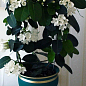Стефанотіс "Stephanotis"
