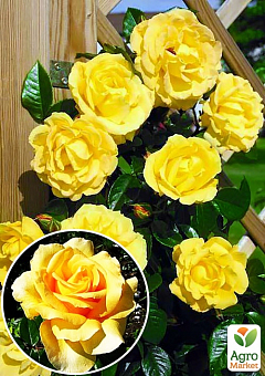Ексклюзив! Троянда плетиста найяскравіше жовта "Сонце світло" (Sun light) (саджанець класу АА +, преміальний морозостійкий сорт)2