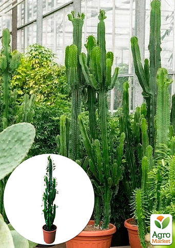 Еуфорбія Трігона "Green" (висота 80-100см)