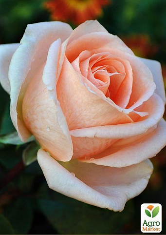 Роза чайно-гібридна "Осіана" (саджанець класу АА +) вищий сорт