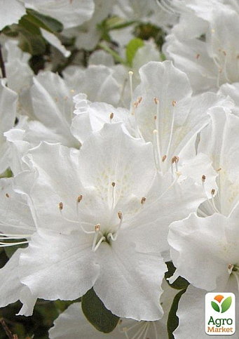 Рододендрон комнатный "White"  - фото 6