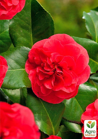 LMTD Камелия японская 2-х летняя "Lady Campbell" (высота 35-45см) - фото 7