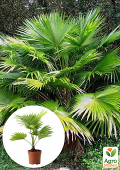 LMTD Пальма "Livistona Rotundifolia" высота 35-45см1