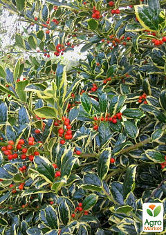 Падуб альтакларенский 3-х летний "Бельгика Ауреа"(Ilex x altaclerensis "Belgica Aurea") С2, высота 35-60см5