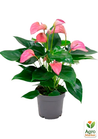 Антуріум (Anthurium) "Joli Pink" - фото 6