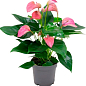 Антуріум (Anthurium) "Joli Pink"