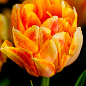 Тюльпан махровый "Foxy Foxtrot" (Нидерланды) 