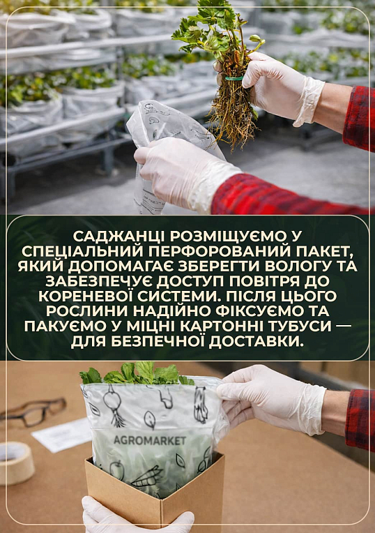 Эксклюзив! AGROBOX с рассадой клубники королевского вкуса - фото 3