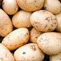 Картофель "Орла" семенной ранний (1 репродукция) 1кг  купить