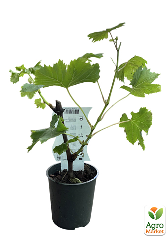 LMTD Виноград ранний "Vroege van der Laan" (сортовой, укорененный) - фото 2