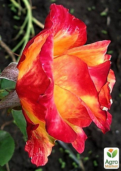Роза чайно-гібридна "Lina"2