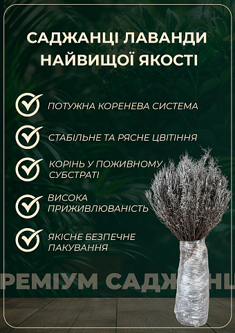 Эксклюзив! AGROBOX с саженцем прекрасного декоративного растения - фото 2