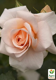 Роза чайно-гибридная "Примадонна" (саженец класса АА+) высший сорт2