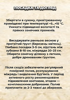 Ексклюзив! Часник посадковий (головка) "Ірен" 0.5кг9