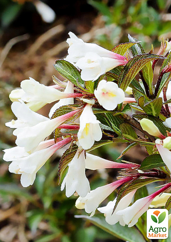 Вейгела цветущая 2-х летняя "Black and White" С2, высота 20-40см - фото 2