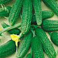 Огірок оброблений "Парус" (Зипер) ТМ "Весна" 0.5г цена