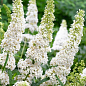 Буддлея Давида "White Profusion"