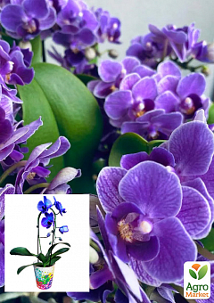 Орхидея (Phalaenopsis) "Cascade Violet"1