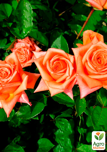 Троянда чайно-гібридна "Луї де Фюнес" діаметр квітки до 20см (дуже ароматна!) (Саджанець класу АА +) вищий сорт - фото 2