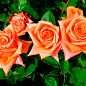 Троянда чайно-гібридна "Луї де Фюнес" діаметр квітки до 20см (дуже ароматна!) (Саджанець класу АА +) вищий сорт купить