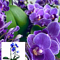 Орхідея (Phalaenopsis) «Cascade Violet»