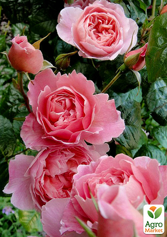 Троянда в контейнері англійська "Strawberry Hill" (саджанець класу АА+) - фото 3
