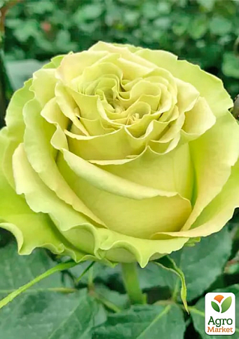 Роза чайно-гибридная "Лимонад" (саженец класса АА+) высший сорт - фото 2