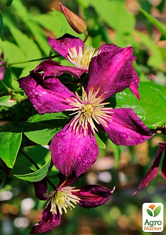 LMTD Клематис 2-х летний "Mikelite" (высота 40-60 см) - фото 7