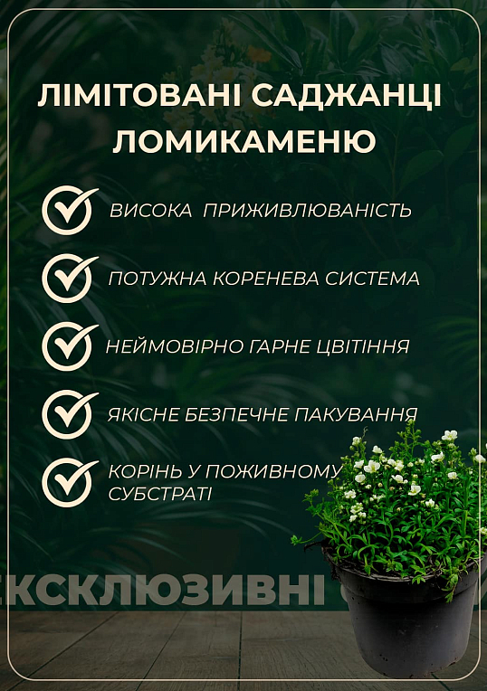 LMTD Камнеломка цветущий ковер "Peter Pan" - фото 2