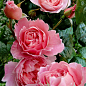 Роза в контейнере английская "Strawberry Hill" (саженец класса АА+) цена