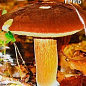 Сухой мицелий "Польский гриб" ТМ "Алекс SEEDS" 10г