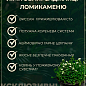 LMTD Камнеломка цветущий ковер "Peter Pan" купить