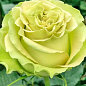 Роза чайно-гибридная "Лимонад" (саженец класса АА+) высший сорт купить