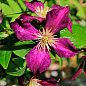 LMTD Клематис 2-х летний "Mikelite" (высота 40-60 см)