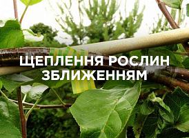 Щеплення рослин зближенням (аблактування): методи та поради садівникам | Agro-market