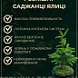 Пихта 3-х летняя восточная "Aurea "  высота 20-30см