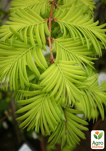 Метасеквойя глиптостробусовая (Metasequoia glyptostroboides) С2 высота 50-70 см - фото 4