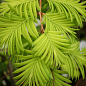 Метасеквойя глиптостробусовая (Metasequoia glyptostroboides) С2 высота 50-70 см