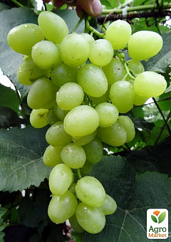 Виноград вегетирующий "Аркадия" 1