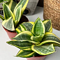 LMTD Сансевиерия "Golden Hahnii" высота растения 15-25см