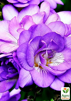 Фрезия махровая "Purple" 19