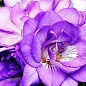 Фрезія махрова "Purple" купить