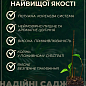 Ексклюзив! Бузок насичено темно-фіолетового забарвлення "Хвиля натхнення" (Wave of inspiration) (преміальний, посухостійкий, невимогливий сорт) купить