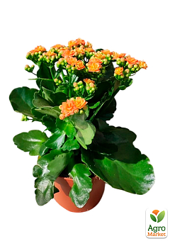 Каланхое Блоссфельда "Orange" (Kalanchoe Blossfeldiana) (Нідерланди)8