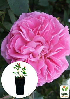 Троянда у контейнері англійська "Mary Rose" (саджанець класу АА+)1