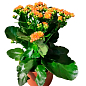 Каланхое Блоссфельда "Orange" (Kalanchoe Blossfeldiana) (Нідерланди)