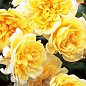 Троянда англійська "Graham Thomas" (саджанець класу АА +) вищий сорт